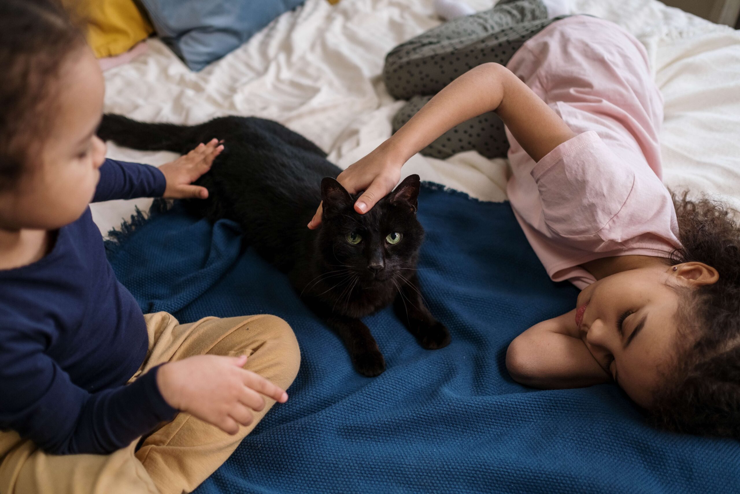 Creating a Safe and Cat-Friendly Home Environment