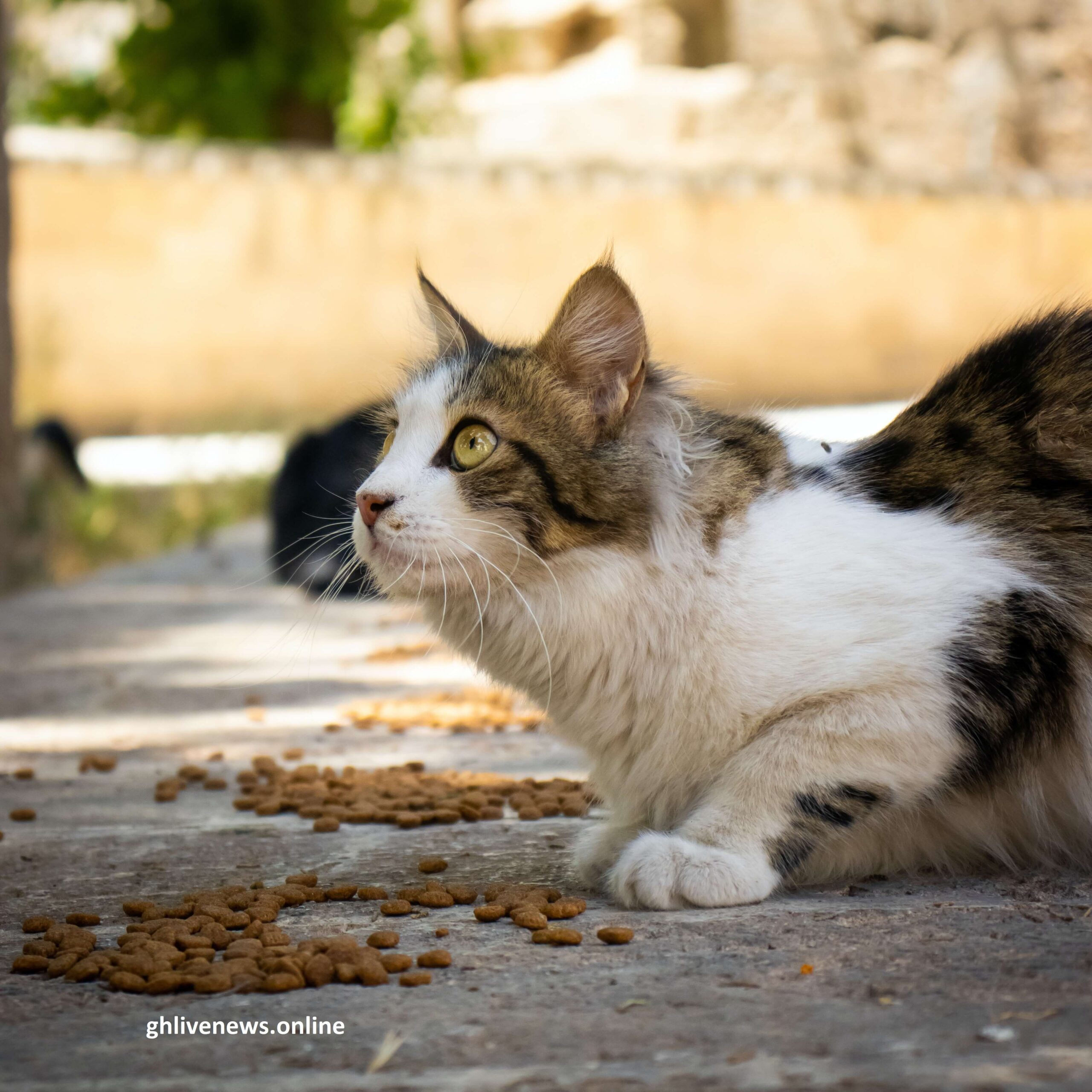 adopting-a-shelter-cat